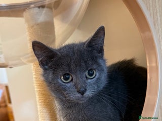 Russian Blue cats - Advert 8