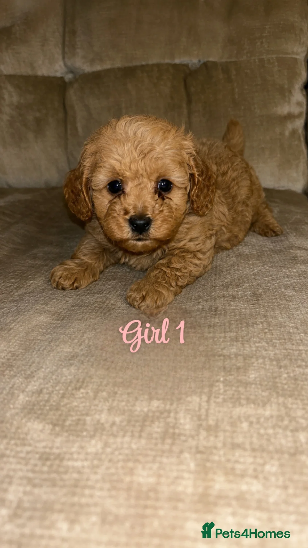 Cavapoo dogs for sale: Cavapoo puppies for sale 2 girls 2 boys in Carlisle - Advert 2