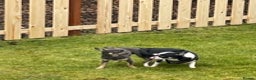 Chihuahua dogs for stud: small chihuahua stud only not for sale! proven  in King's Lynn - Advert 6