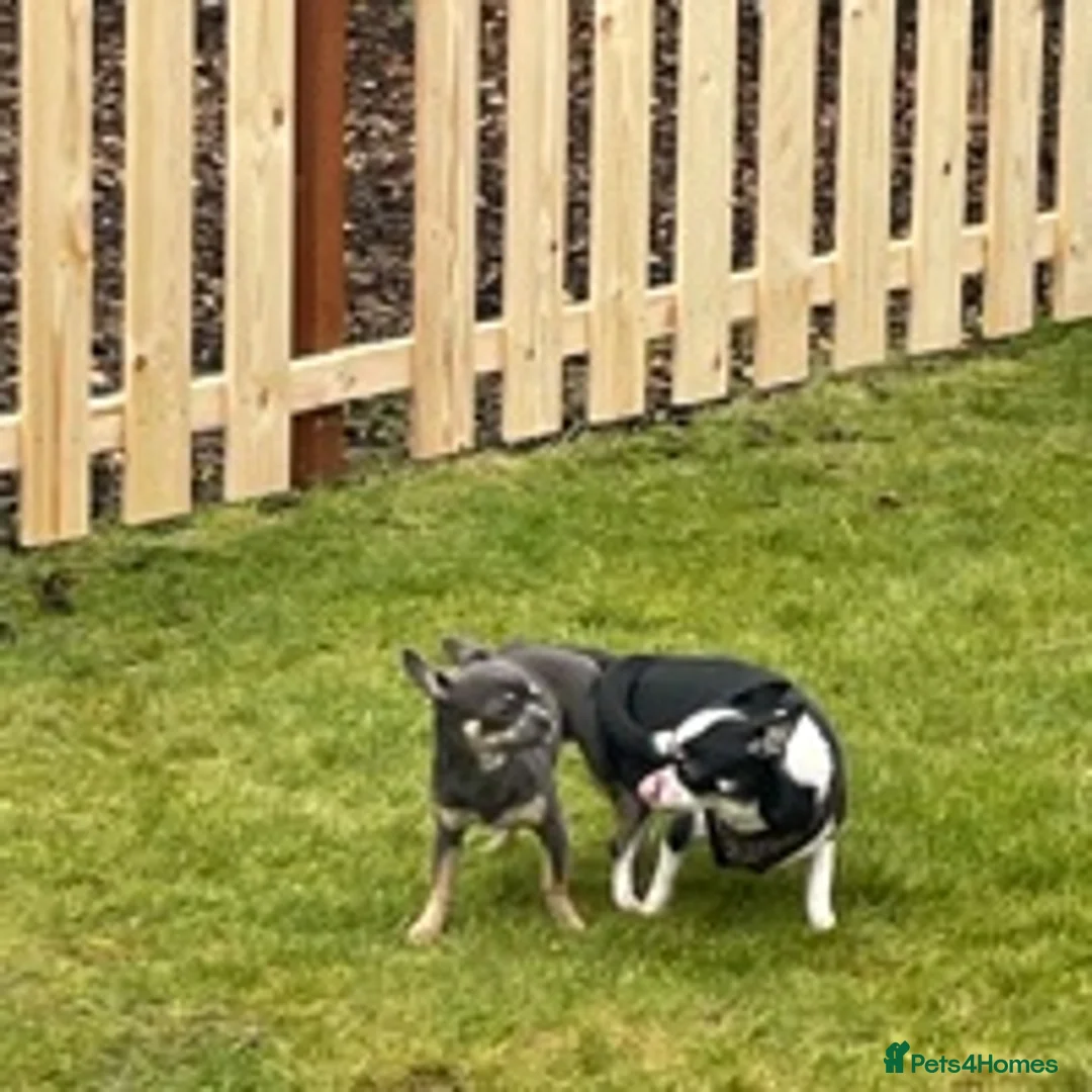 Chihuahua dogs for stud: small chihuahua stud only not for sale! proven  in King's Lynn - Advert 6