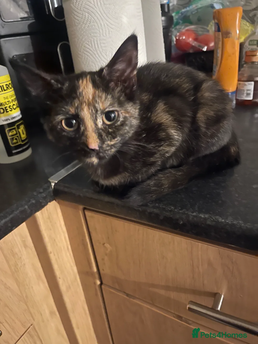 British Shorthair cats for sale: Cute Tortoises shell Female  - Advert 8