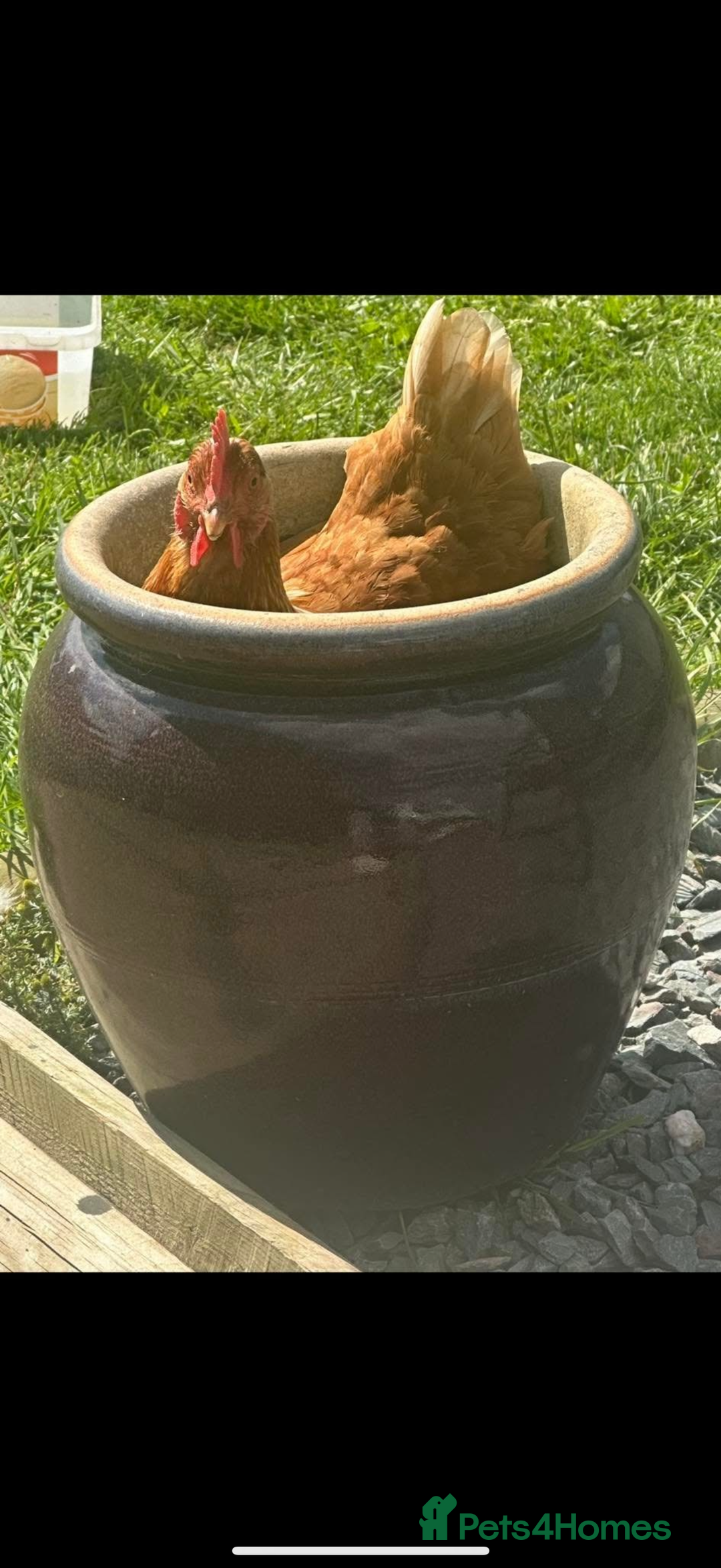 Chickens poultry for sale: Looking for new home for 1 cockerel with his hens  - Advert 4