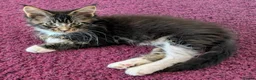 Maine Coon cats for sale: 🏆 Champion Sired Maine Coon Kittens – TICA - Advert 19