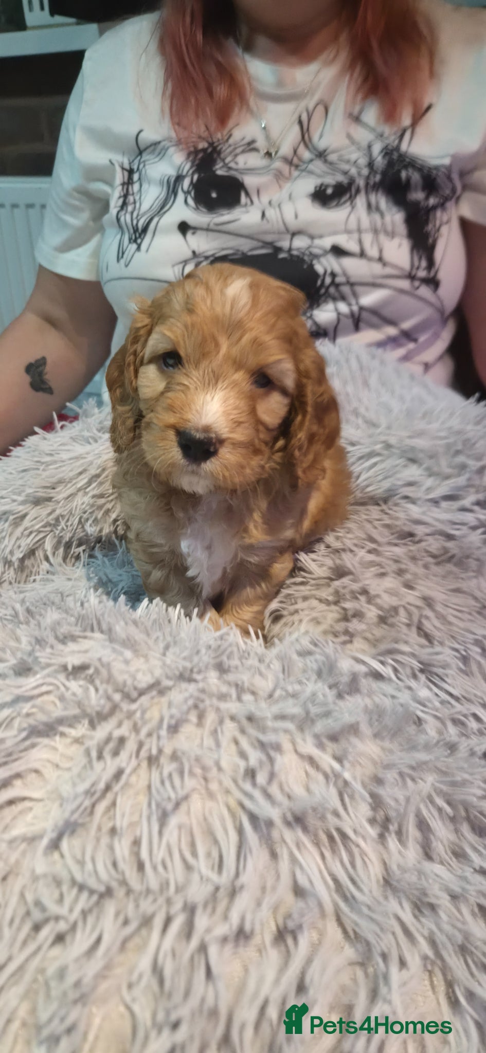 Cockapoo dogs Dean wingrove  - Advert 11