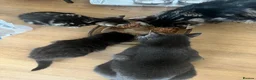 Mixed Breed cats for sale: Chilli and Rambo - Advert 6