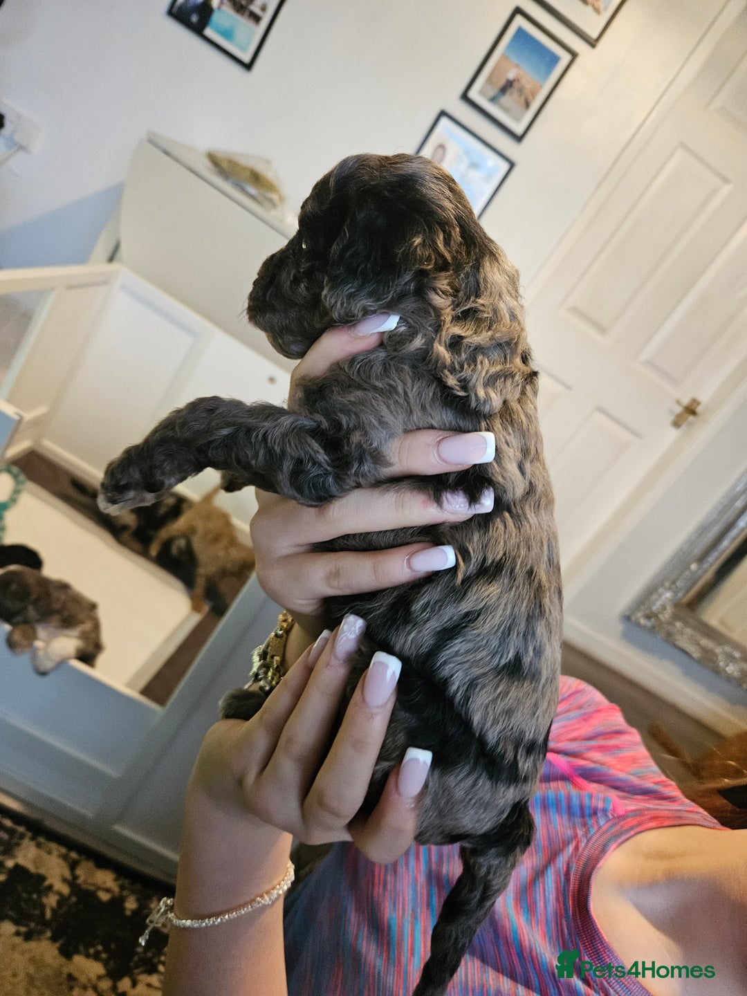 Cavapoo dogs for sale: Beautiful toy cavapoos  - Advert 9