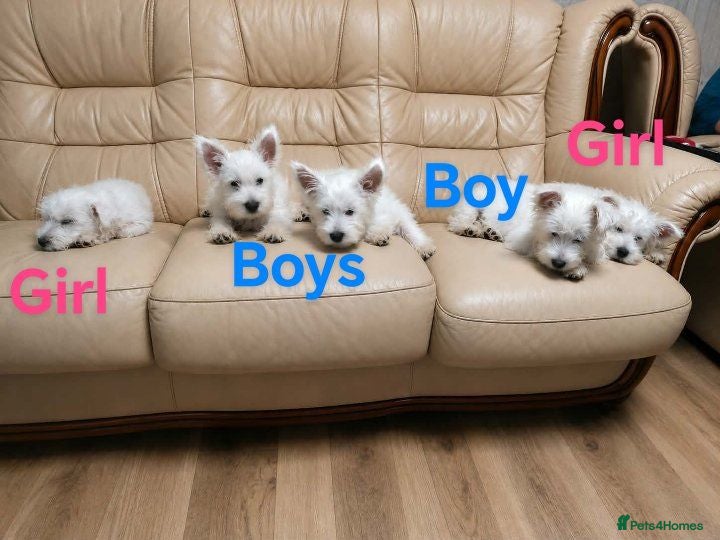 West Highland Terrier dogs Westie puppies available  - Advert 2