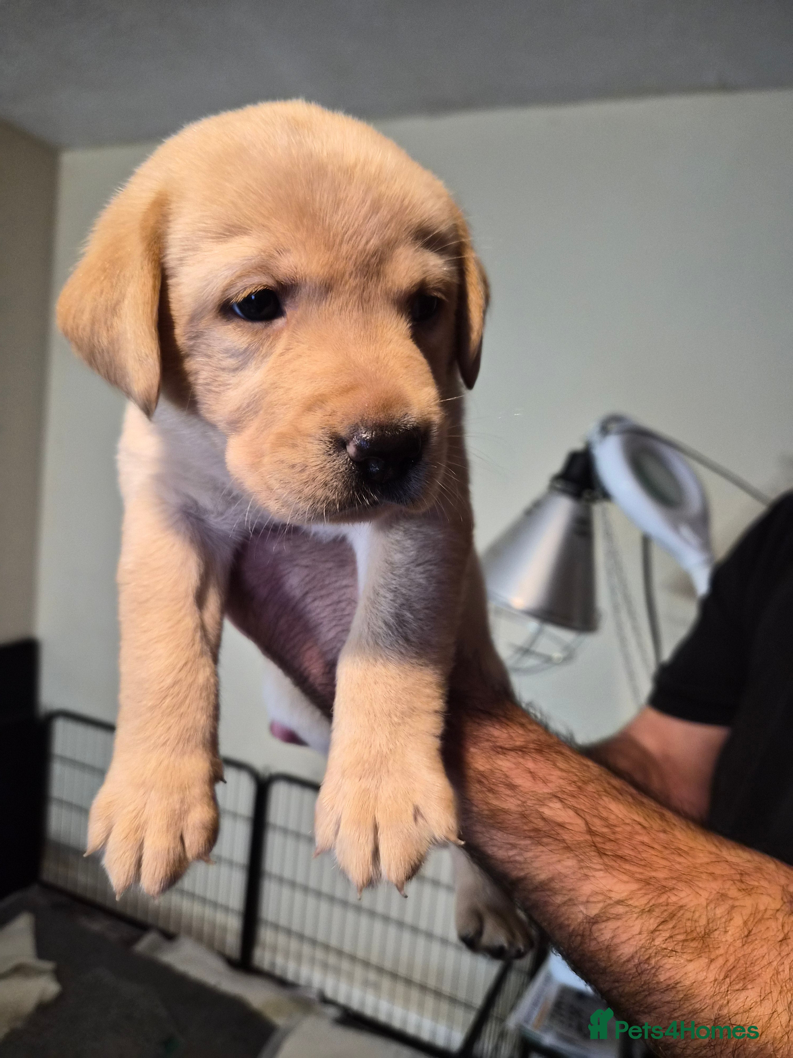 Labrador Retriever dogs Labrador puppies  - Advert 2