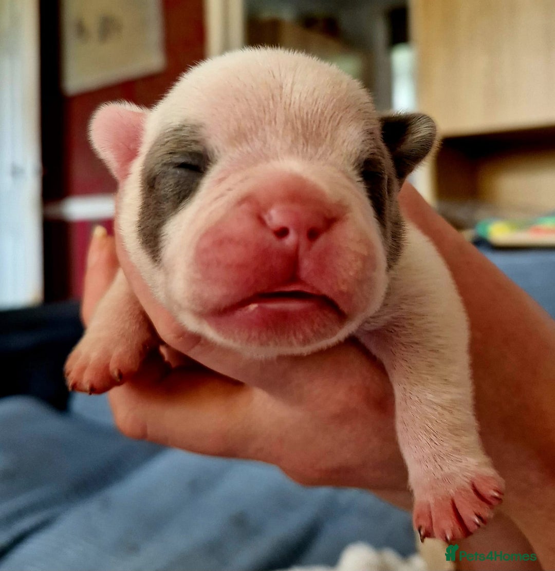 French Bulldog dogs for sale: Kc registered french bulldog puppies - Image 14