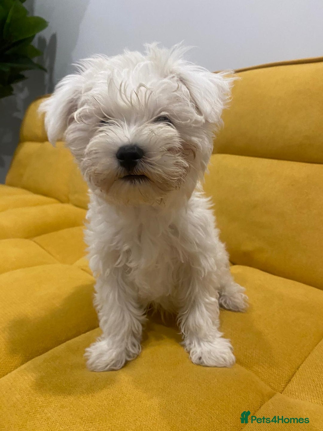 Bichon Frise dogs for sale: Small in weight and hight ,beautiful Toto is ready - Image 9