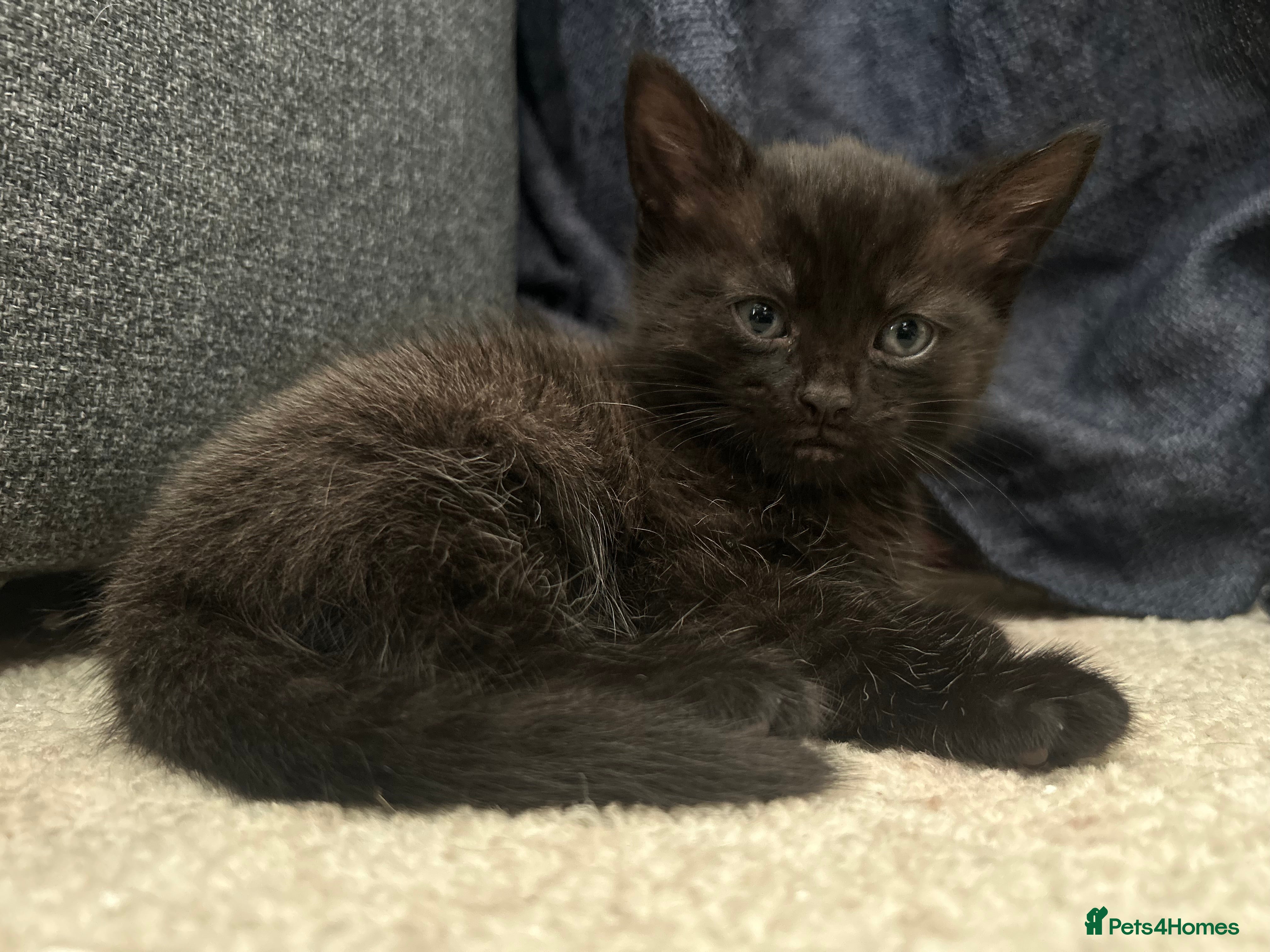 Mixed Breed cats Last little Boy : Adorable Kittens - Advert 19