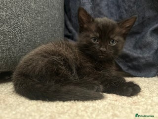 Mixed Breed cats Last little Boy : Adorable Kittens - Advert 19