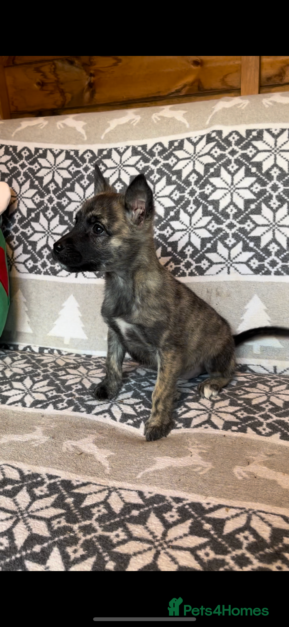 Huskita dogs Stunning little huski pups  - Advert 1