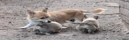 Welsh Corgi Pembroke dogs for sale: KC Pembroke Corgis  - Advert 14