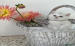 British Shorthair cats for sale: 🩵Silver shaded British short hair kitten 🩵 - Image 10