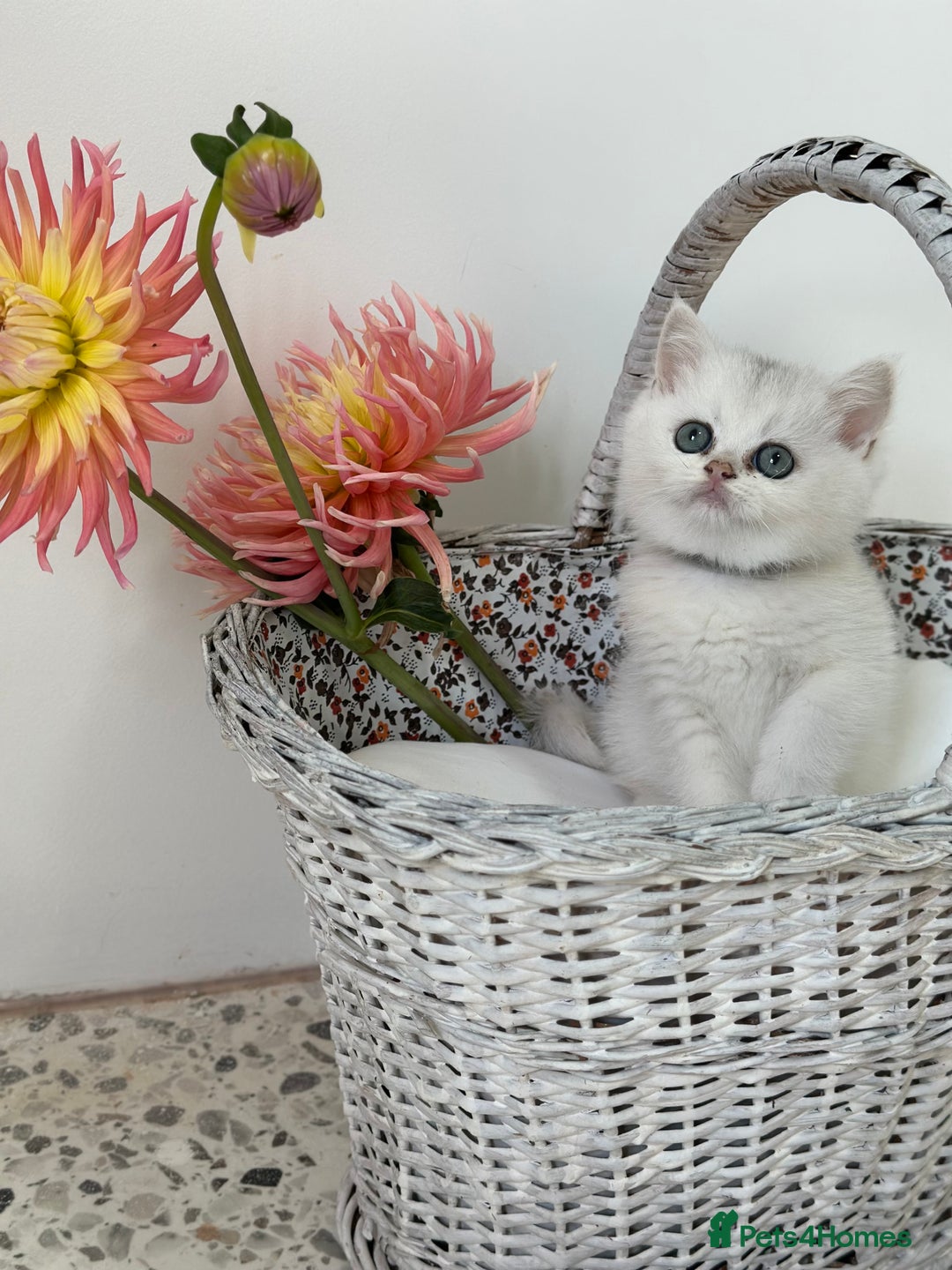 British Shorthair cats for sale: 🩵Silver shaded British short hair kitten 🩵 - Image 10