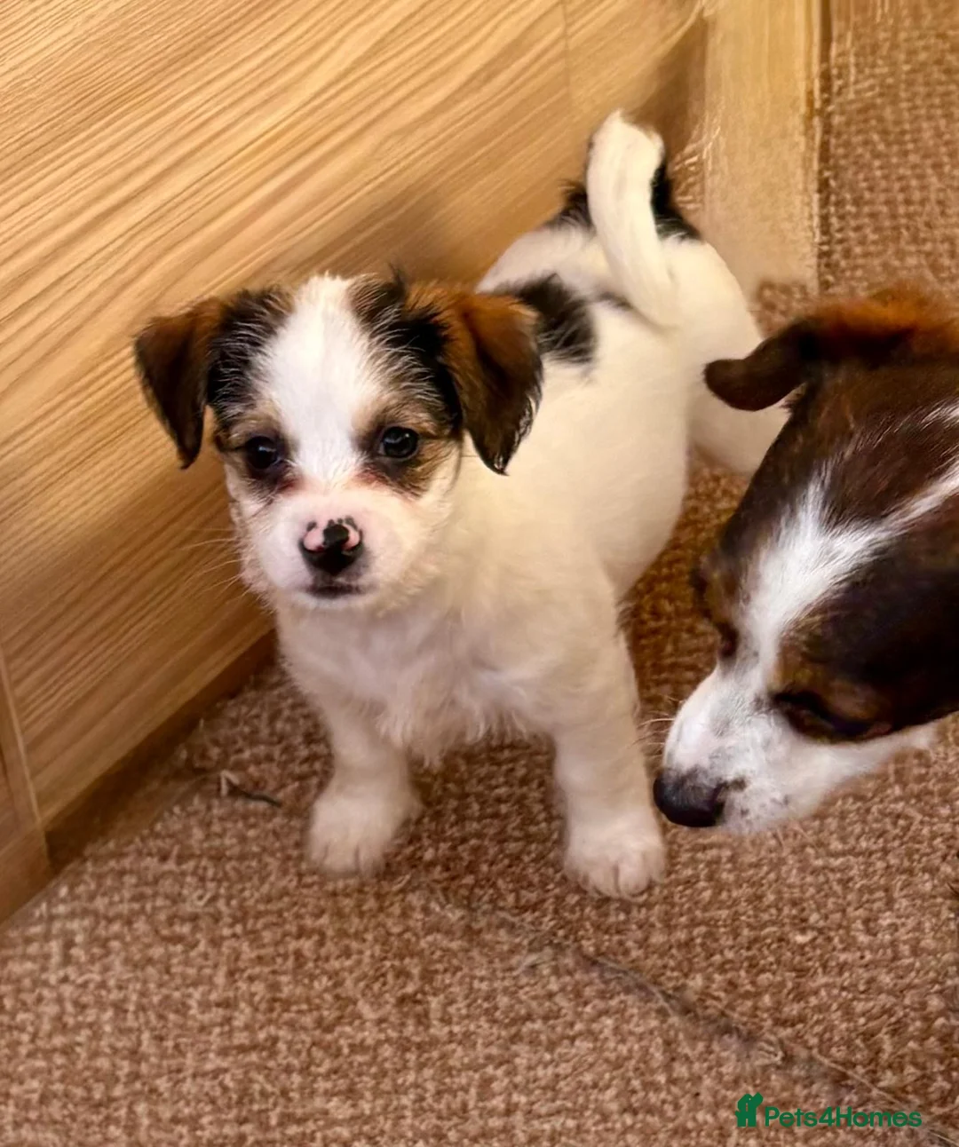 Jack Russell dogs for sale: Traditional short-legged Jack Russell puppy’s!  - Advert 20