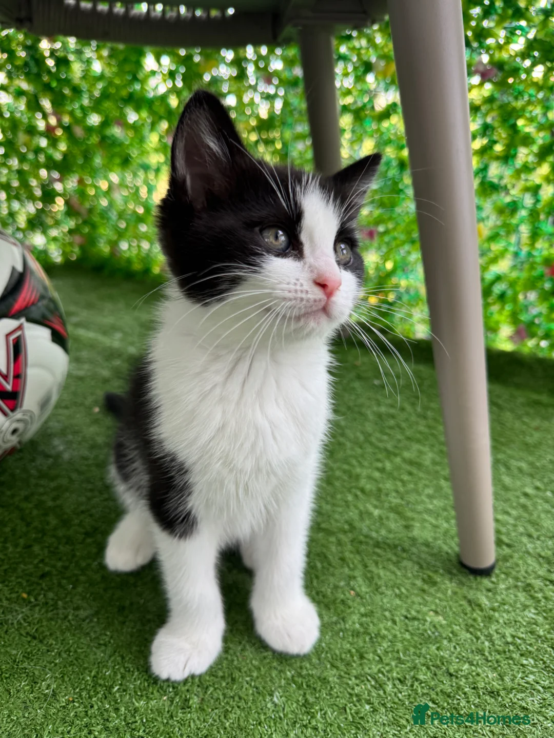 Mixed Breed cats for sale: Beautiful Ragdoll x Calico Kitten - Advert 2