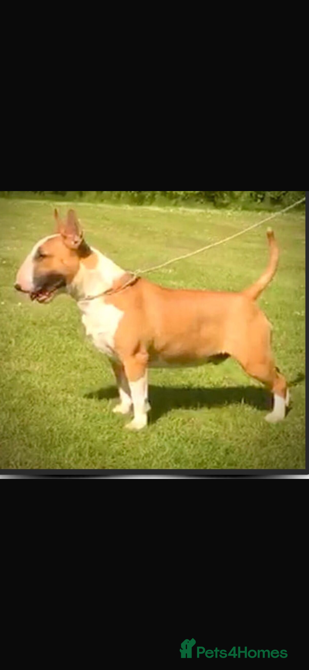 English Bull Terrier dogs for sale: Mr Chris Robinson  - Image 7