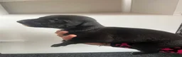 Greyhound dogs for sale: Grayhound x bullmastiff  - Advert 14