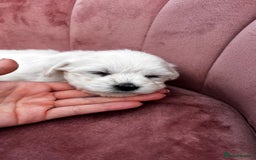 Bichon Frise dogs for sale: Beautiful Bichon Frise only 1 available  - Image 24