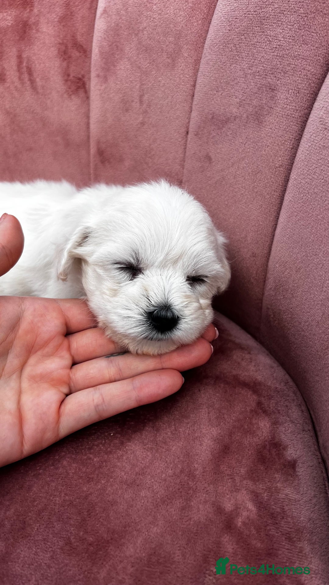 Bichon Frise dogs for sale: Beautiful Bichon Frise only 1 available  - Image 24