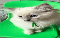 Ragdoll cats for sale: 6 Ragdoll kitten for sale  - Advert 5