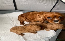 Cavapoo dogs for sale: Cavapoo puppys - Image 6