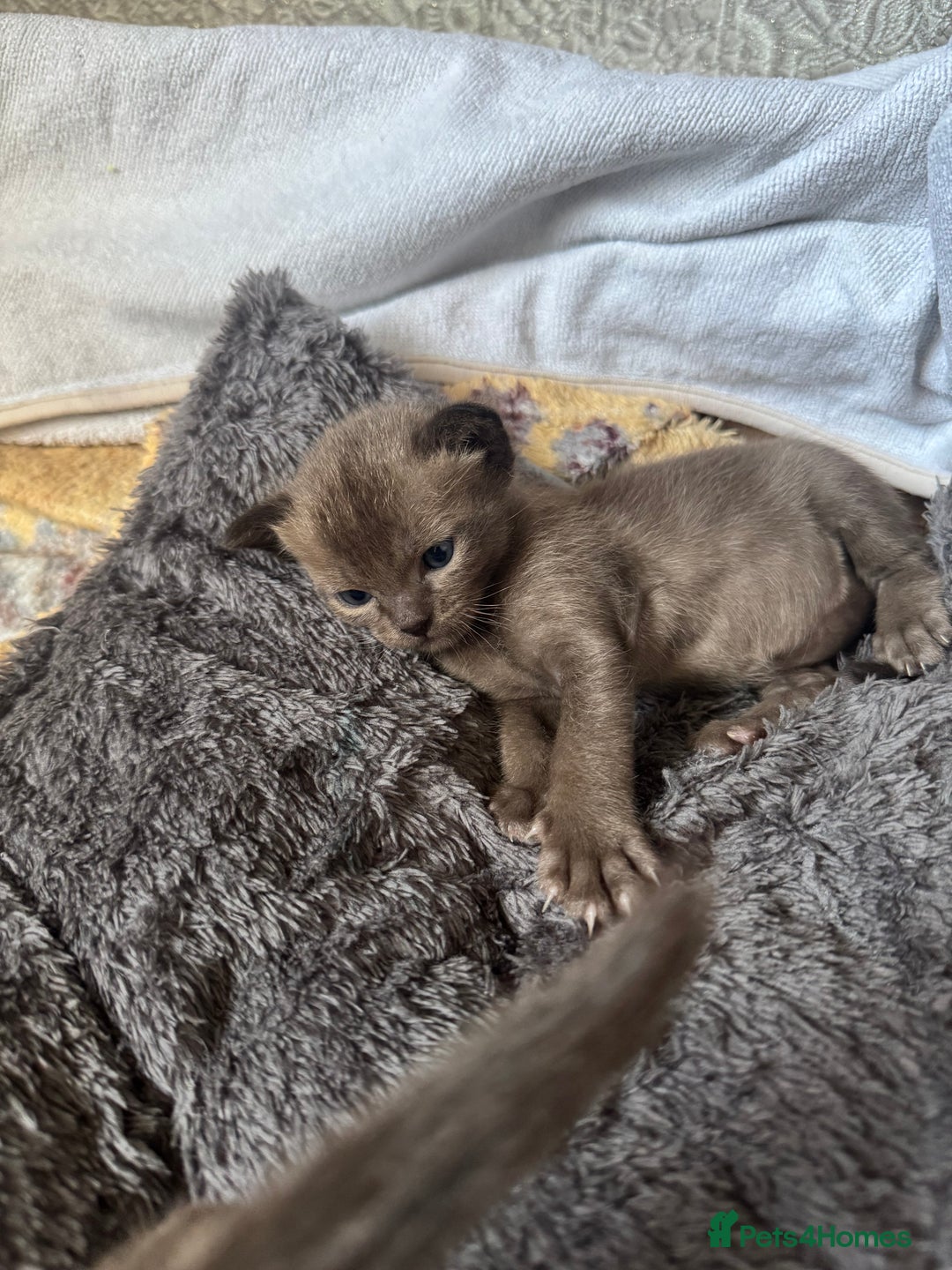 Burmese cats for sale: Burmese Kittens - Advert 11