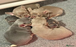 French Bulldog dogs for sale: French Bulldog Puppies - Image 9