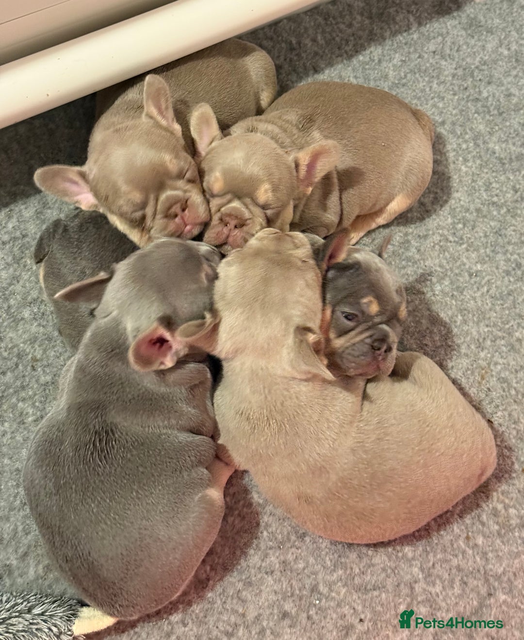 French Bulldog dogs for sale: French Bulldog Puppies - Image 9