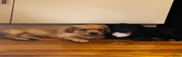 Mixed Breed dogs for sale: Stunning French bulldog/Pomeranian x Cocker  in London - Advert 16