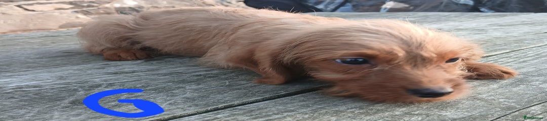 Labradoodle Puppy 3
