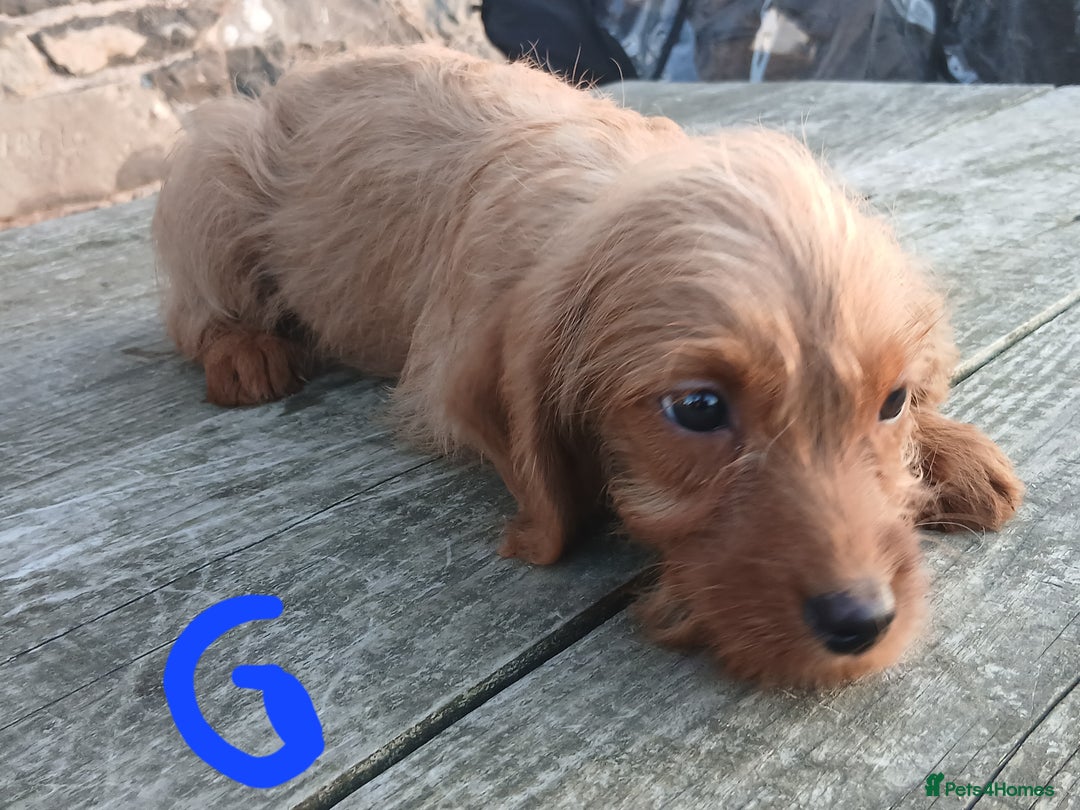 Labradoodle dogs for sale: Labradoodle pups for sale - Image 6