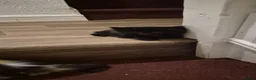 Mixed Breed cats for sale: Beautiful kittens ready now  - Advert 13