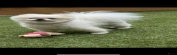 Pomeranian dogs for stud: pomeranian Looking for Breeding Partner in London - Advert 4