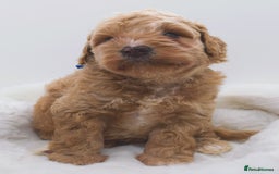 Cavapoo dogs for sale: Extensively health tested F1b teddy bear Cavapoos  - Advert 12