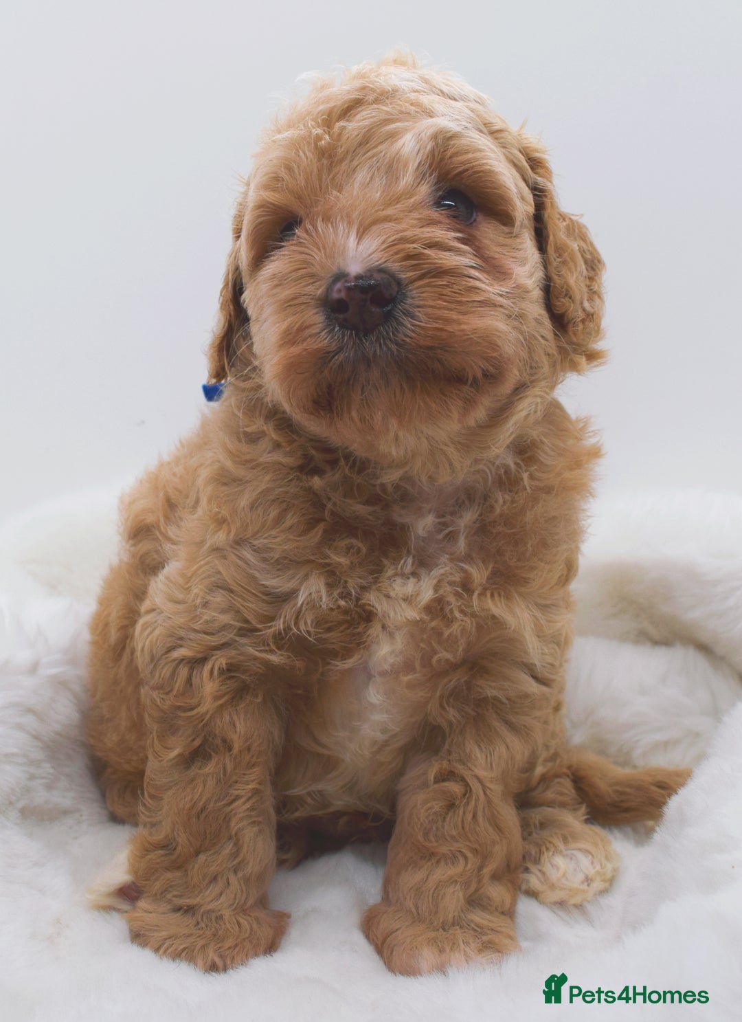Cavapoo dogs for sale: Extensively health tested F1b teddy bear Cavapoos  - Advert 12
