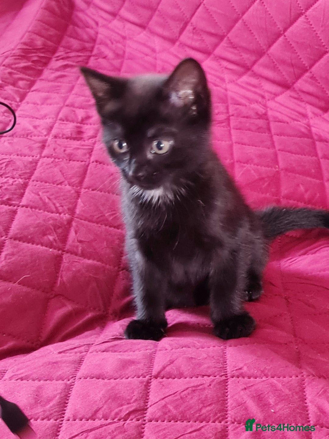 Mixed Breed cats for sale: Mixed kitten looking for new home - Image 3