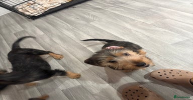 Mixed Breed dogs - Advert 10