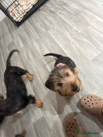 Mixed Breed dogs - Advert 10