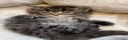 Persian cats for sale: Norwegian forest fluffy kittens  - Advert 3