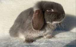 Mini Lop rabbits for sale: 3 pretty does needing new homes - Advert 8