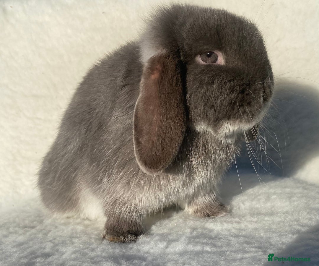 Mini Lop rabbits for sale: 3 pretty does needing new homes - Advert 8