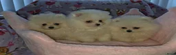 Pomeranian dogs for sale: 3 gorgeous, small white Pomeranians ready now!! - Advert 12