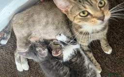 British Shorthair cats for sale: Five Cute boys for sale - Image 5