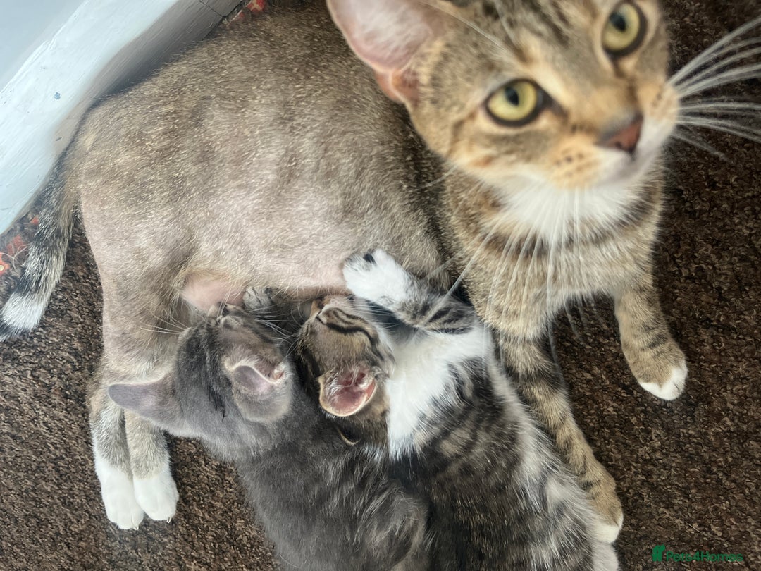 British Shorthair cats for sale: Five Cute boys for sale - Image 5