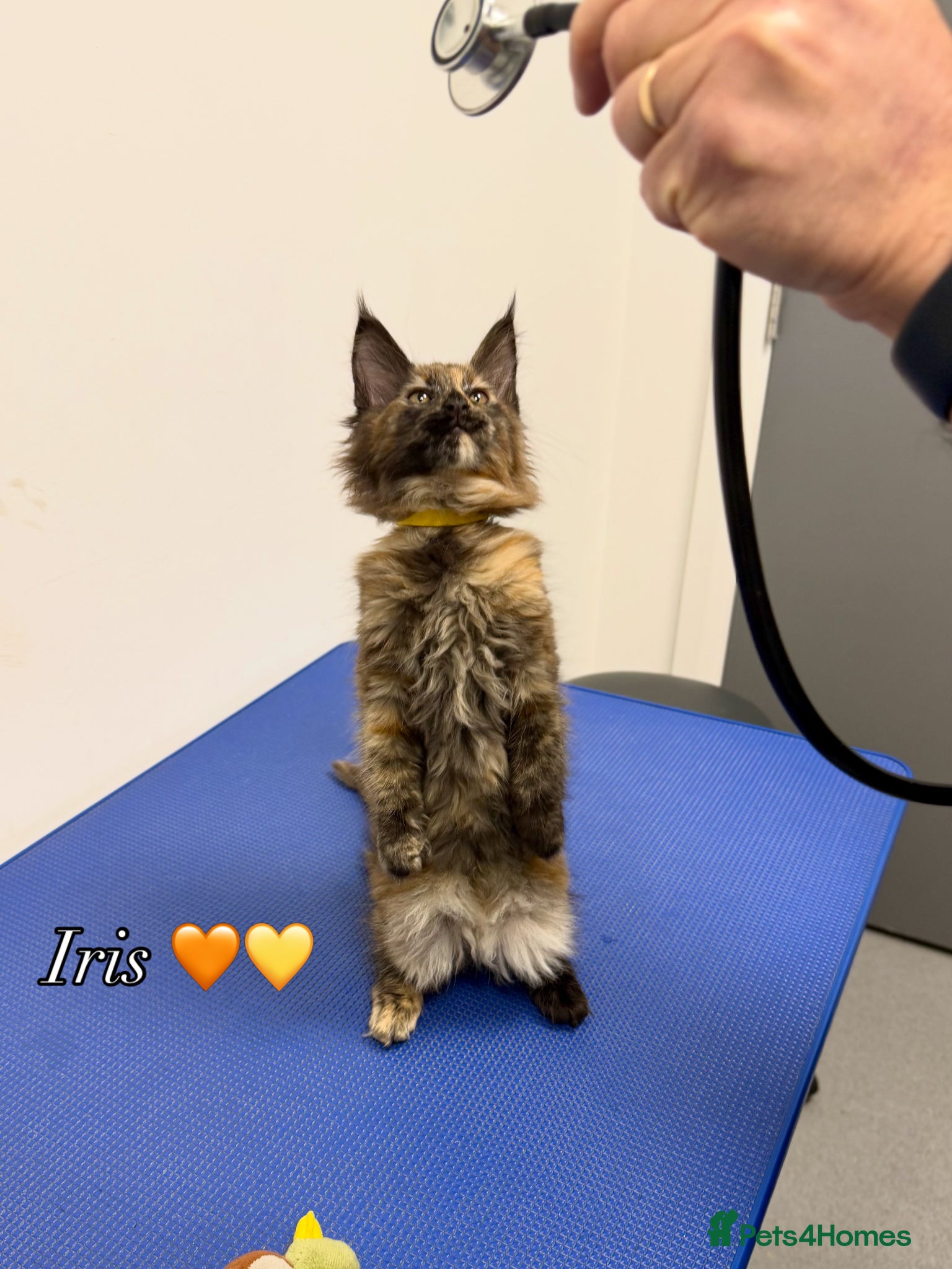 Maine Coon cats Beautiful Tica Maine Coon kittens - Advert 14