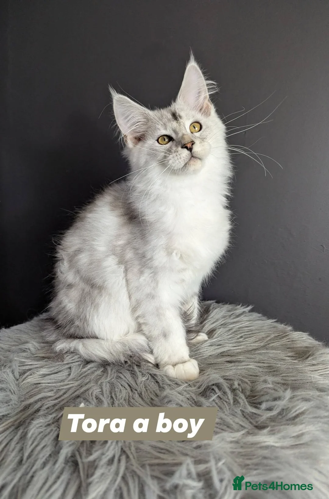 Maine Coon cats for sale: Outstanding babies ready to go  - Advert 2