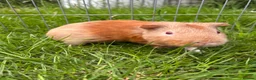 Guinea Pig rodents for sale: Male guinea pig for sale  - Advert 1